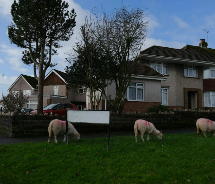 Sheep grazing in front of suburban houses